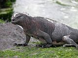 Galapagos 3-2-03 Espanola Gardner Bay Marine Iguana A marine iguana remains submerged in the cold water for 5-10 minutes to feed. Being cold-blooded, iguanas spend much of their time restoring body heat by sunning themselves on the rocks adjacent the shore.